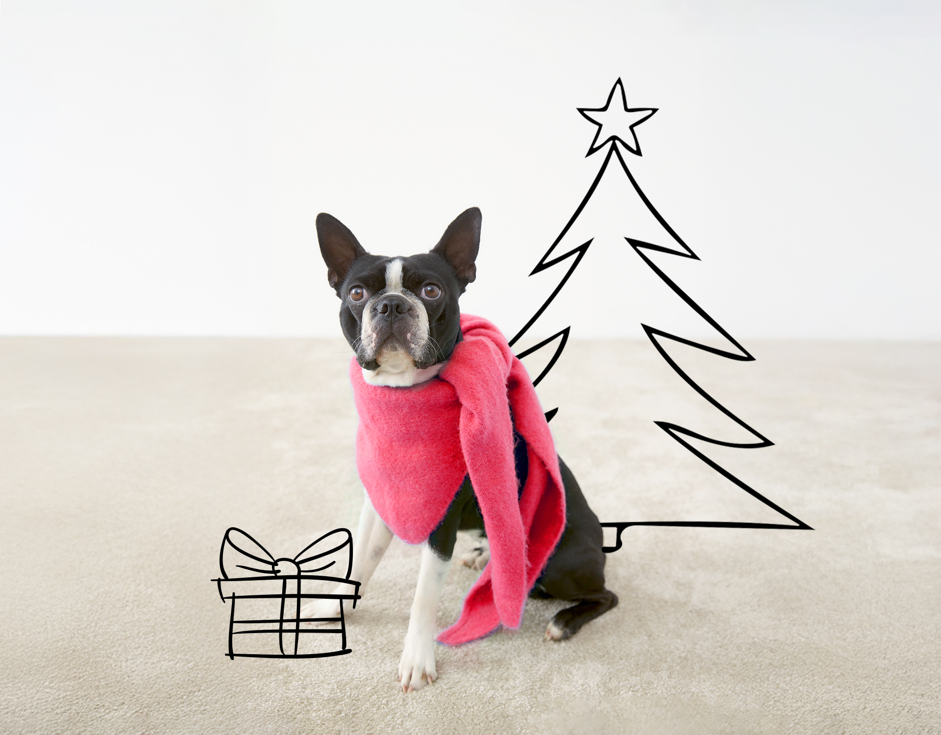 Ein Boston Terrier mit einem leuchtend rosa Schal sitzt in einem Haus auf einem beigen Boden. Hinter dem Hund ist eine einfache Strichzeichnung eines Weihnachtsbaums und eines Geschenkkartons zu sehen.